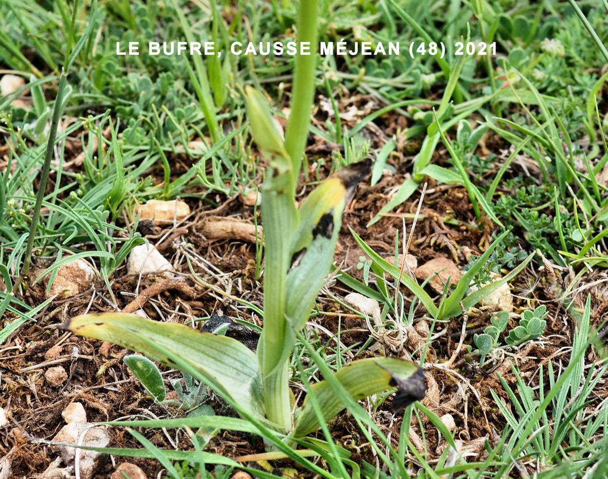 Orchid, Bee leaf